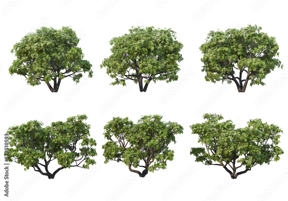 Tree on a transparent background
Tree on a transparent background
