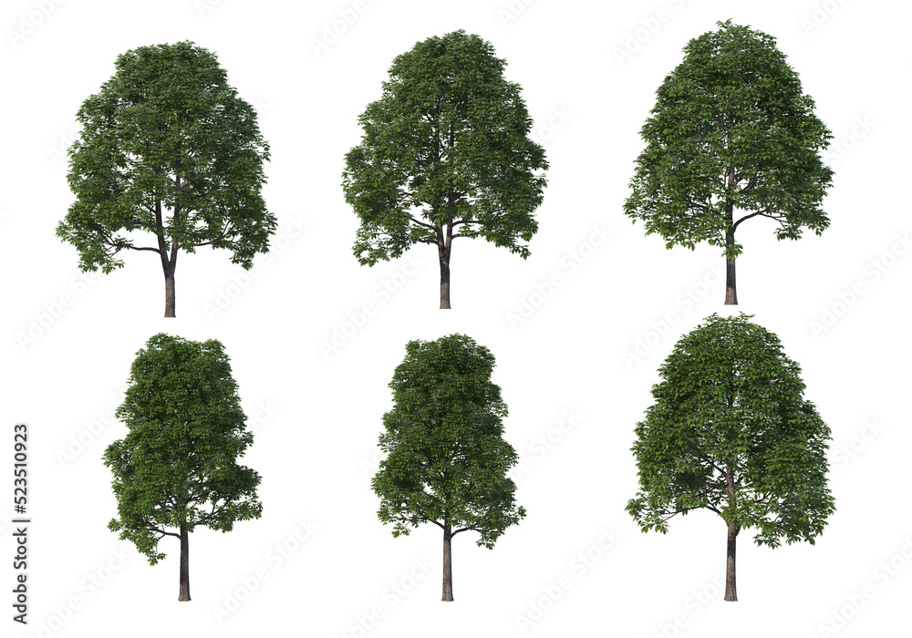 Fototapeta premium Tree on a transparent background 