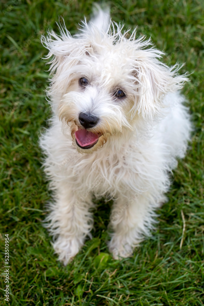 Puppy terrier dog in the garden Puppy terrier dog in the garden