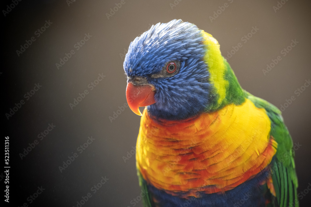 Rainbow Lorikeet - colourful parrot from Australia Rainbow Lorikeet - colourful parrot from Australia