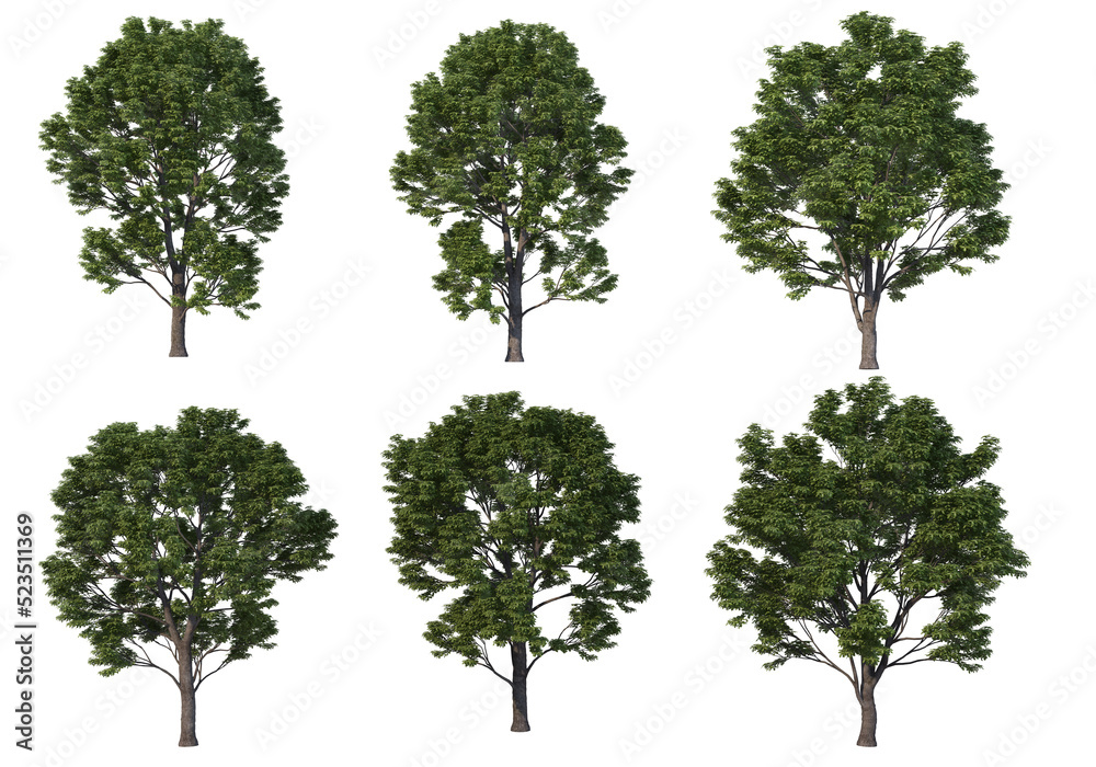 Tree on a transparent background
Tree on a transparent background