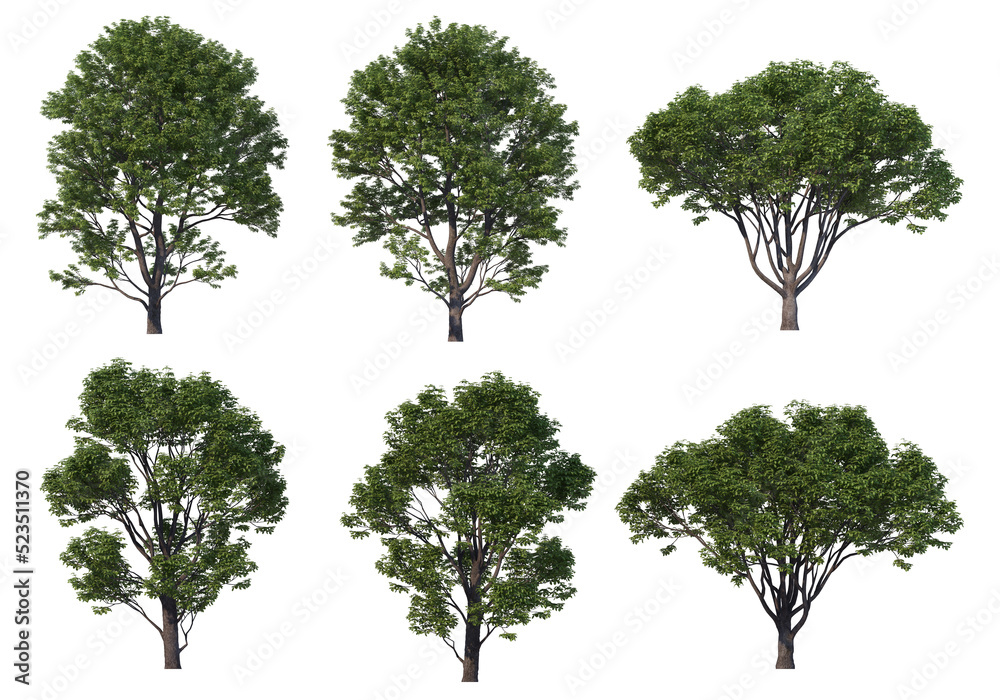 Tree on a transparent background
Tree on a transparent background