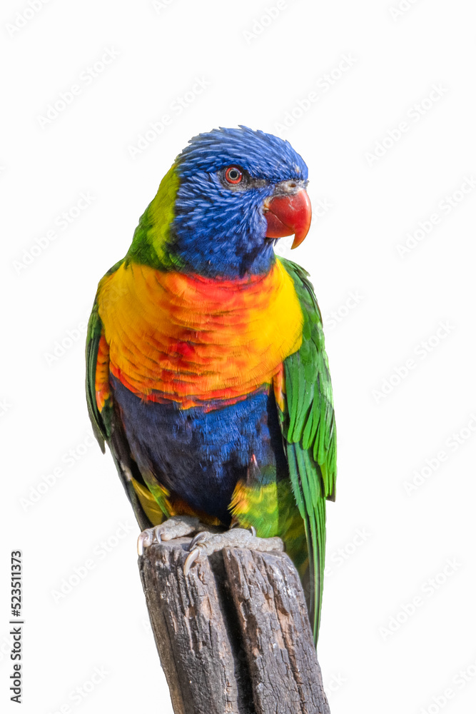 Rainbow Lorikeet - colourful parrot from Australia Rainbow Lorikeet - colourful parrot from Australia