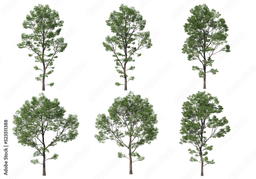 Tree on a transparent background
Tree on a transparent background