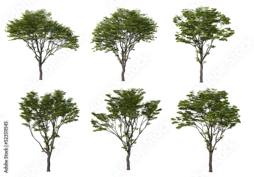 Tree on a transparent background
