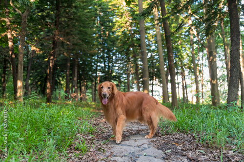 Golden Retriever walking in the park