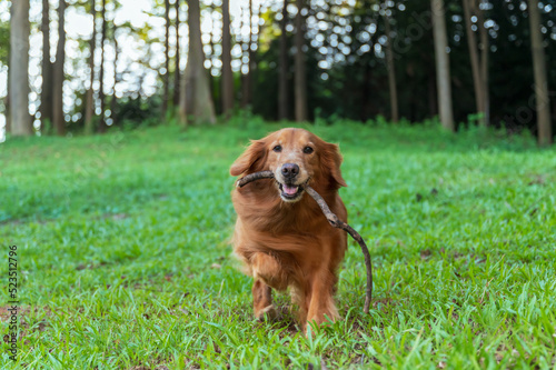 Golden Retriever running on grass with branches in hand