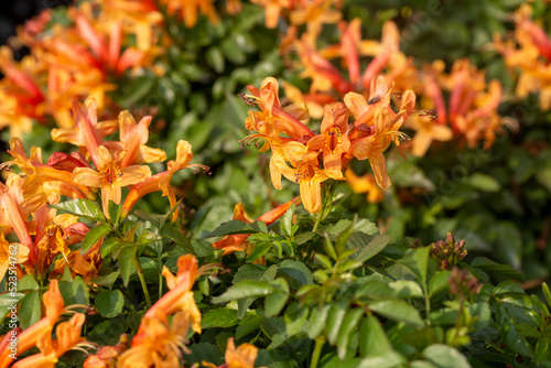 Cape Honeysuckle (Tecomaria capensis) orange flowers in tropical garden