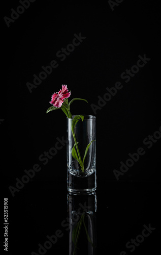 Small purple flower placed in a shot glass on reflective black background 