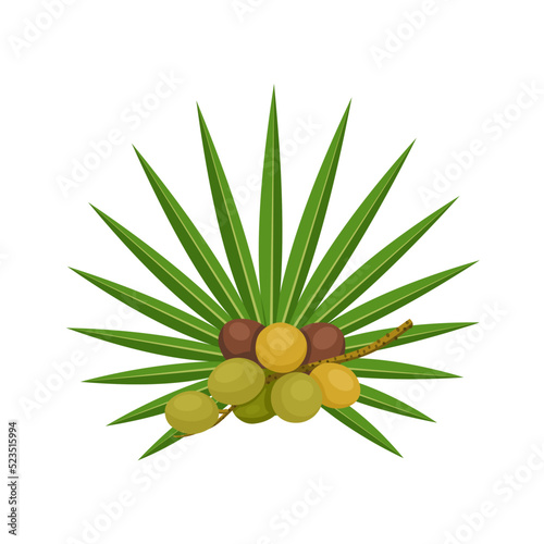Vector illustration, Serenoa repens, commonly known as saw palmetto, isolated on white background. photo