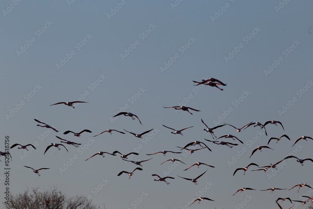Fototapeta premium flamands roses en vol