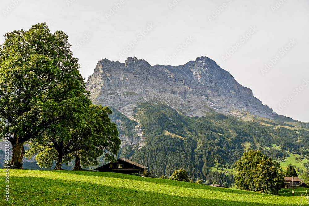 Fototapeta premium Grindelwald, Eiger, Eigernordwand, Alpen, Berner Oberland, Unterer Grindelwaldgletscher, Kleine Scheidegg, Männlichen, Lauberhorn, Bergwiese, Landwirtschaft, Sommer, Schweiz
