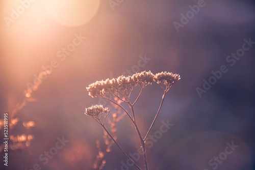 Dry field plants against the backdrop of beautiful sunset light. Sunset. Photo of nature.
