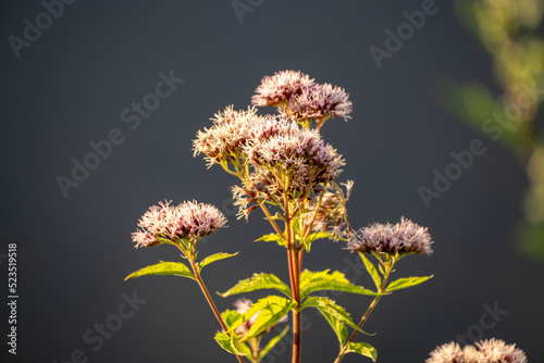 Close up of the flower of hemp-agrimony or holy rope, Eupatorium cannabinum in the garden photo