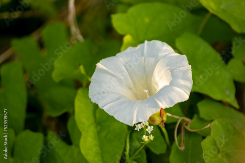 Convolvulus arvensis, the field bindweed, is a species of bindweed photo