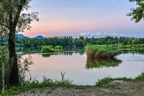 Summer landscape. Lake after sunset. A calm cove with aquatic plants. Tree in the foreground. Dubnica, Slovakia.