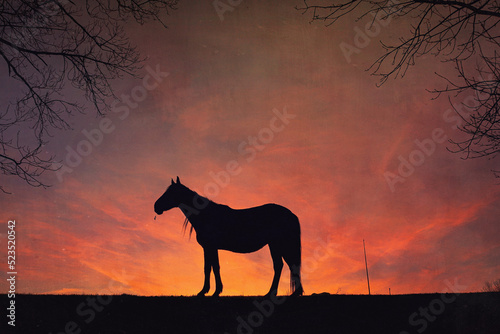 horse silhouette with a beautiful sunset background