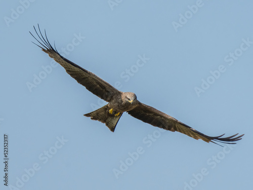 Bird of prey black kite flies across the blue sky