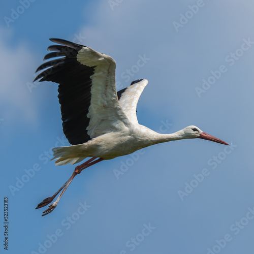 Bird white stork flies across the blue sky