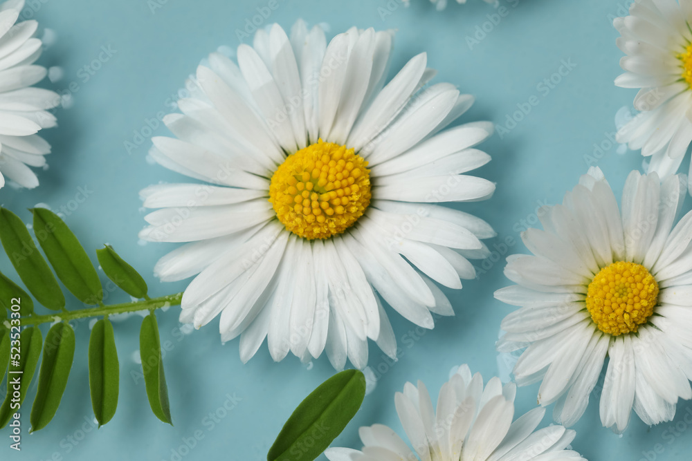Fototapeta premium Beautiful daisy flowers floating in water, closeup