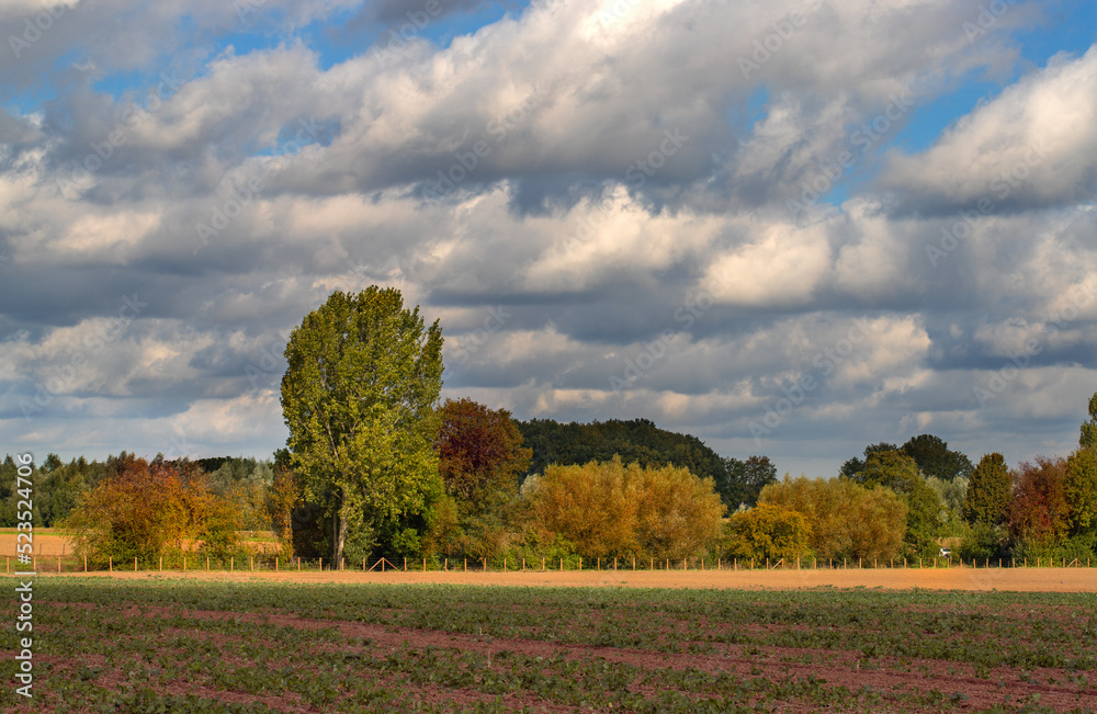 landscape photo field and trees in autumn