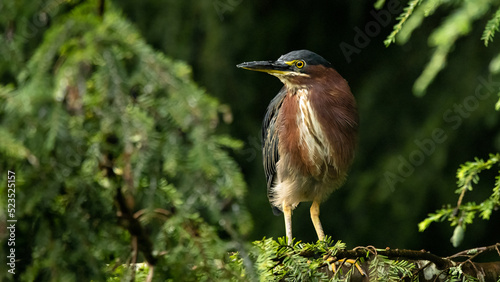 heron perched on branch