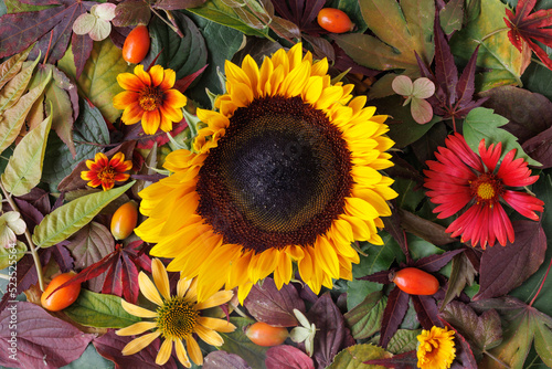 Sunflower and flowers with rose hips on bed of colored leafs - landscape format photo