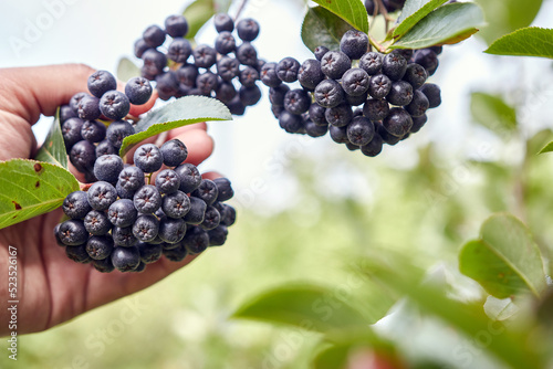 Aronia berries are ripening in the garden. Cultivation of mountain ash.