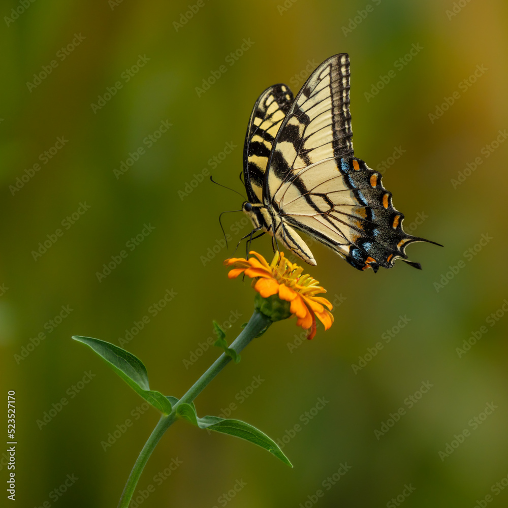 Eastern Tiger Swallowtail Butterfly on Orange Zinnia Eastern Tiger Swallowtail Butterfly on Orange Zinnia