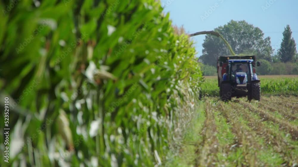 A combine harvests corn in a field sending the corn to a nearby tractor trailer A combine harvests corn in a field sending the corn to a nearby tractor trailer