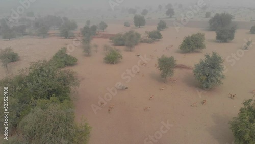 Enhanced riverine woodland privately conserved by the Talpur Mir royal family of Khairpur with approval from the Sindh wildlife department, Mehrano Wildlife Sanctuary is located in Khairpur District photo