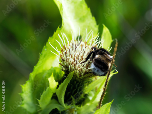 Samica Trzmiela gajowego (Bombus lucorum)  na kwiatach ostrożenia warzywnego na letniej łące #523530101