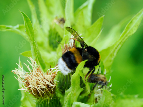 Samica Trzmiela gajowego (Bombus lucorum)  na kwiatach ostrożenia warzywnego na letniej łące #523530106