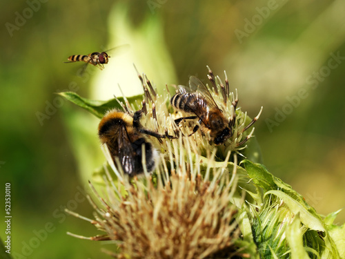 Trzmiele i błonkóeki na ostrożeń warzywny (Cirsium oleraceum L.) -świat owadów #523530110