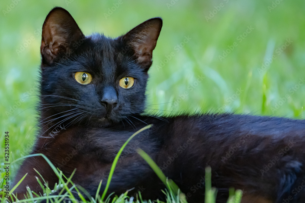 Im Bild eine schwarze Katze. Aufgenommen am 15.06.2022