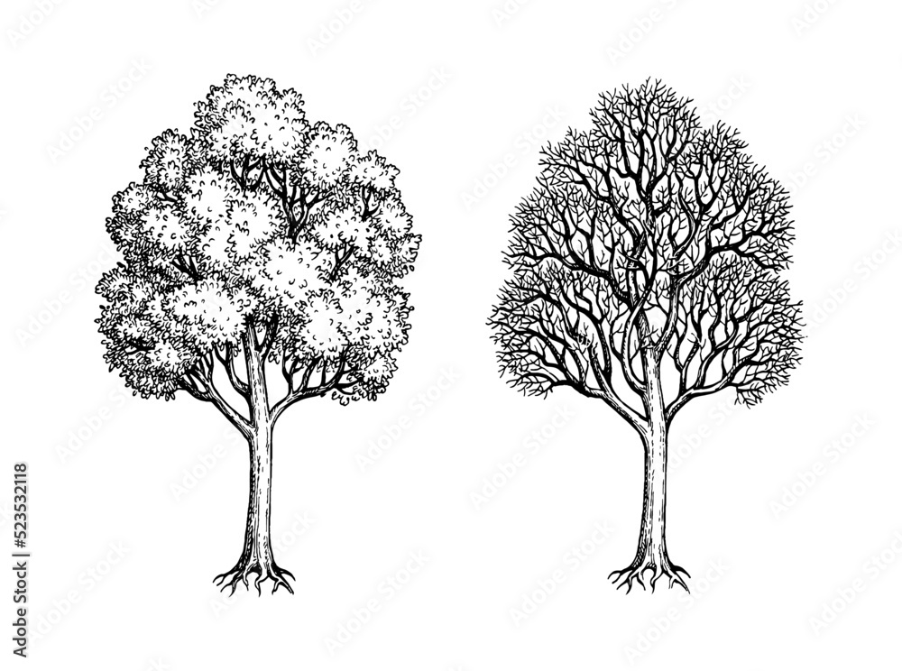 Ink sketch of two maples.
