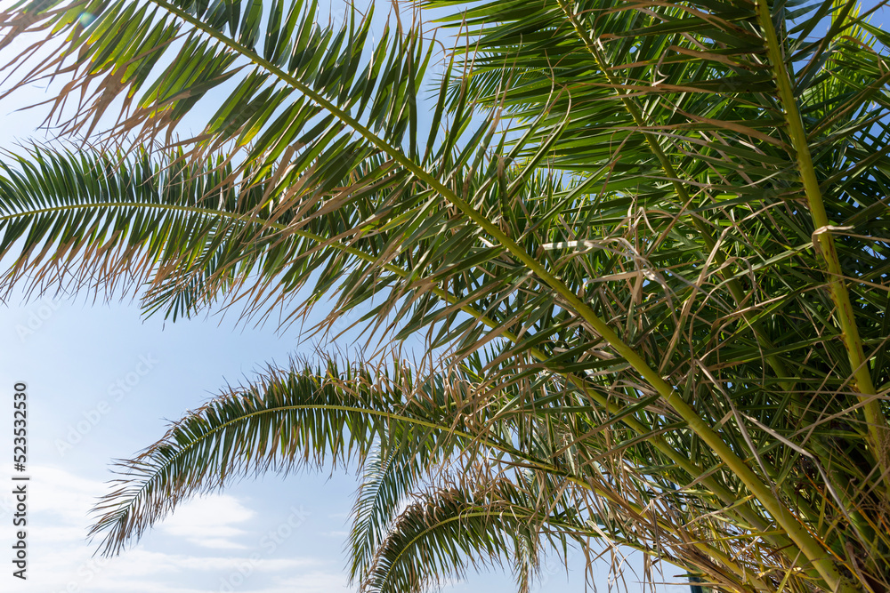 Fototapeta premium Palm tree leaves against bright blue sky