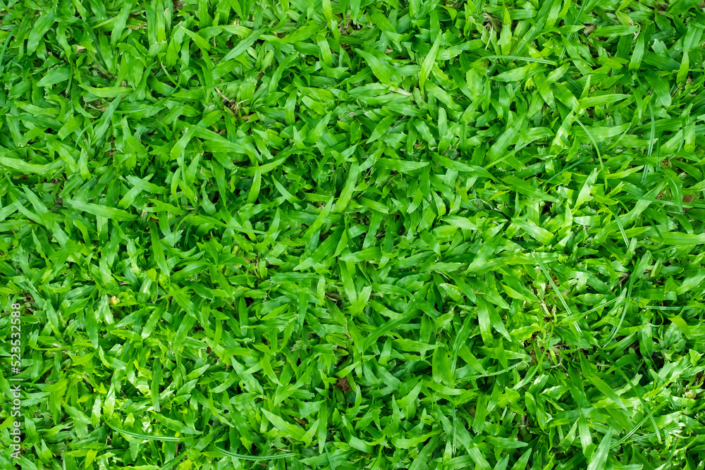 Green grass background, football field