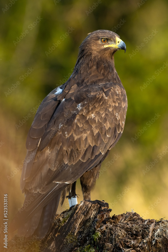 Greater spotted eagle portrait in forest scenery Greater spotted eagle portrait in forest scenery