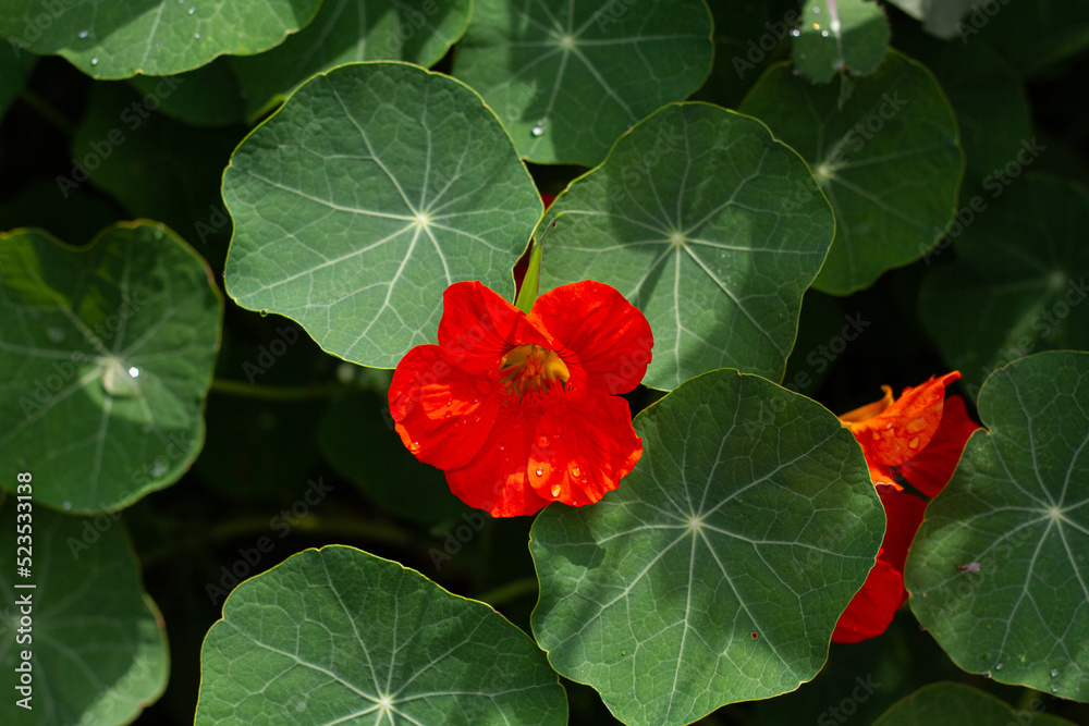 Bright orange flower close-up with round leaves on blurred green background Bright orange flower close-up with round leaves on blurred green background