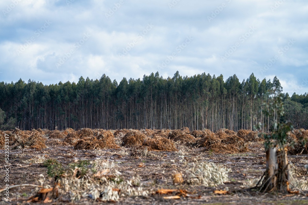 Cleared pine forest in the forest. Harvesting tree in a plantation in Australia Cleared pine forest in the forest. Harvesting tree in a plantation in Australia