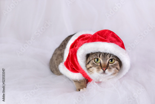 Christmas Cat on a white background. Cat in a suit of Santa Claus. Care of pets. Kitten in a dress of Santa Claus. New Year's card with a little Kitten. Happy New Year. Winter. 2023