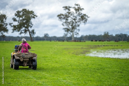 organic, regenerative, sustainable agriculture farm producing stud wagyu beef cows. cattle grazing in a paddock. cow in a field on a ranch 