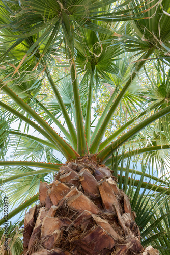 Palm tree shot from the bottom up