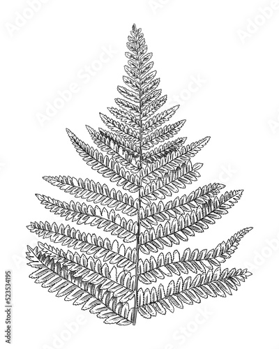 Hand-sketched eagle fern botanical illustration isolated on white.  Maidenhair spleenwort hand-drawing. Engraved style fern on white background. Woodland plants and botanical element sketch