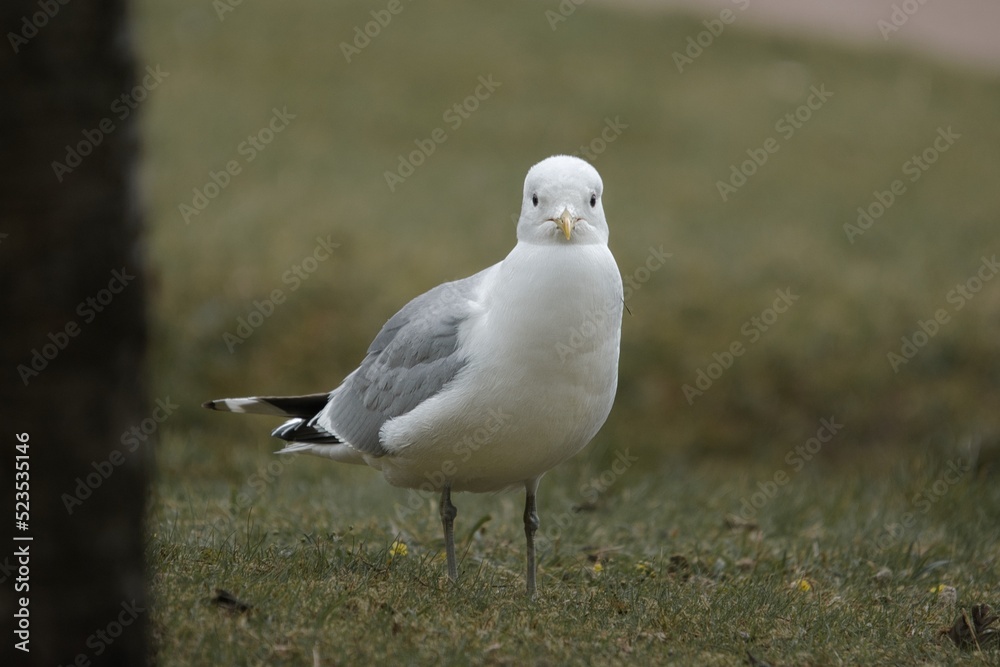 common gull looking into camera with both eyes common gull looking into camera with both eyes
