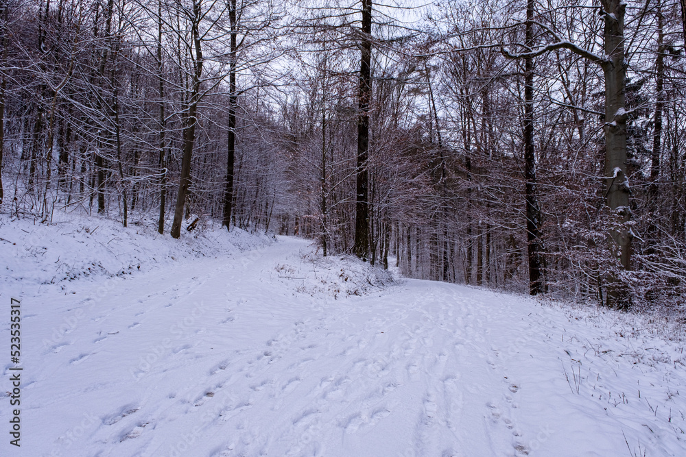 Snowfall in the forest, magical snowy forest in winter. Snowfall in the forest, magical snowy forest in winter.