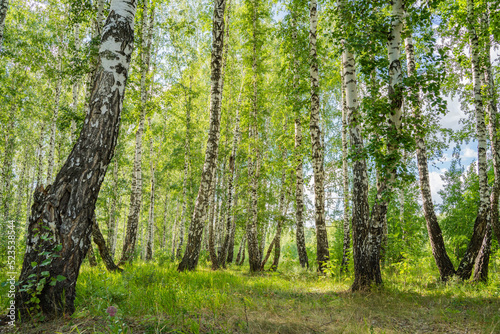 Fototapeta Naklejka Na Ścianę i Meble -  birch forest in summer on a sunny day landscape