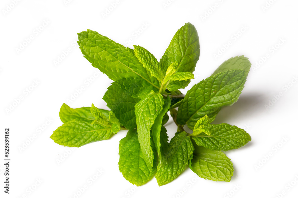 Fresh green mint on the white background Fresh green mint on the white background