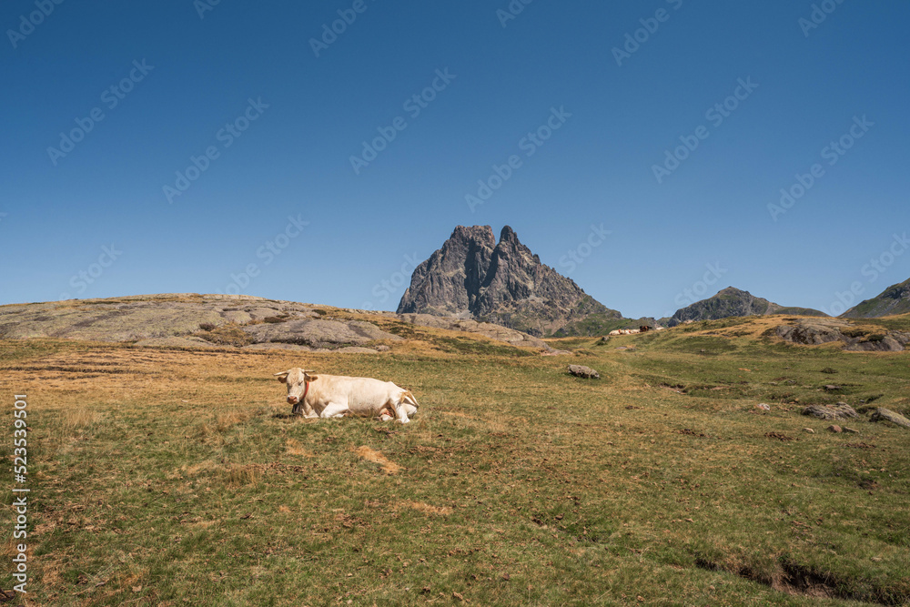 Cows and Horse on the meadow of the Pyrenees mountain